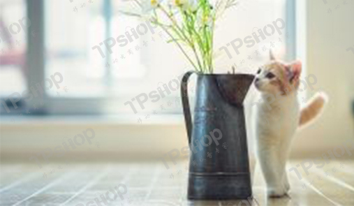 網(wǎng)上商城需要多少錢？企業(yè)要考慮哪些問題